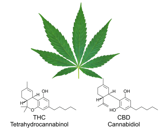 diferencias entre el THC y CBD